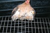 Gallina e Pulcini Gallina e Pulcini