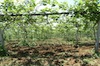 Campo di Kiwi Campo di Kiwi