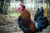 Gallo Gallo