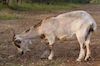 Capretta Capretta