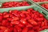 Selezione pomodori per salsa Selezione pomodori per salsa