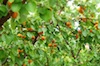 Albicocche biologiche