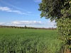 Coltivazione grano Senatore Cappelli