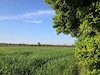 Coltivazione grano Senatore Cappelli