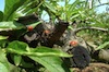 Coccinelle Biologica