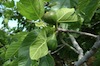 Pianta di Fico