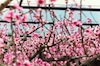 Fiori di Pesco