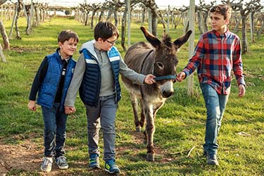 Asinello attività fattoria didattica azienda agrituristica Il Pago