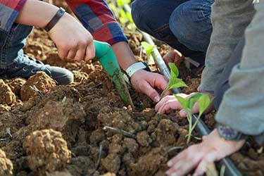 Piantine Fattoria didattica azienda agrituristica Il Pago