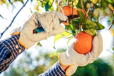 Raccolta Arance biologiche azienda agrituristica Il Pago