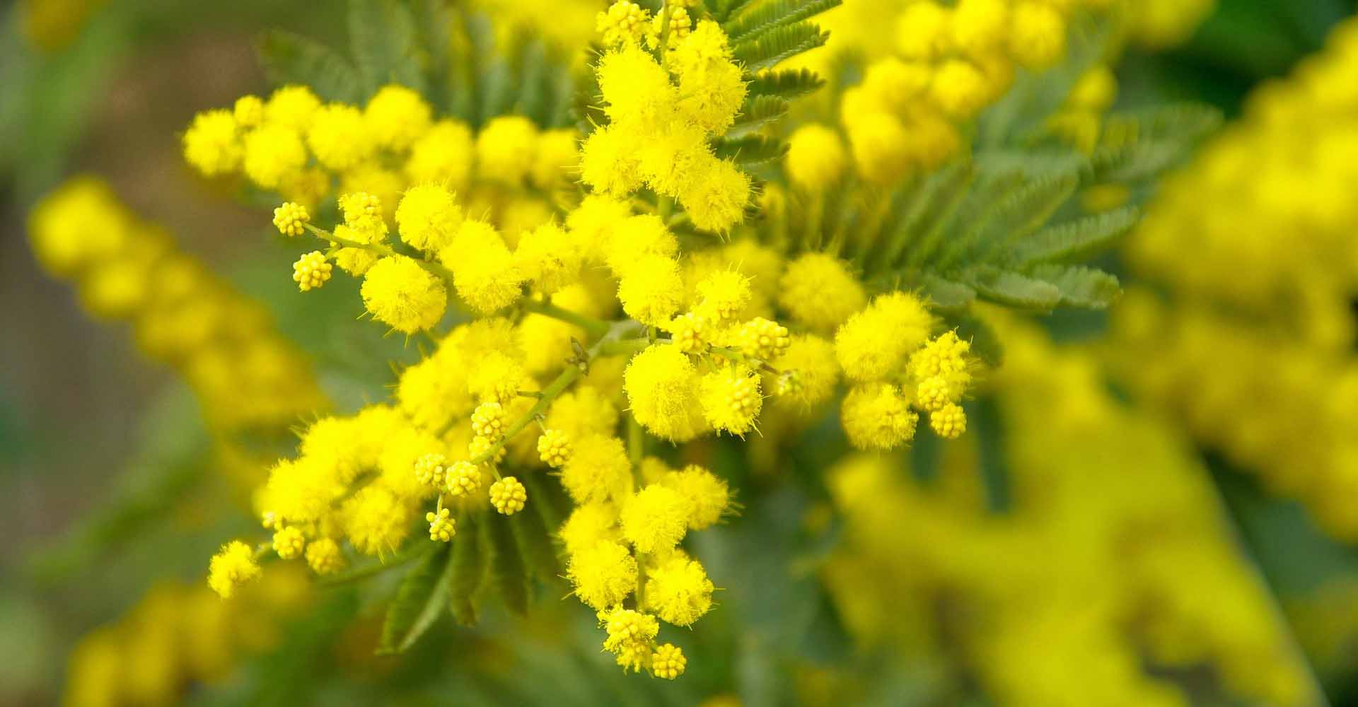 festa della donna in agriturismo