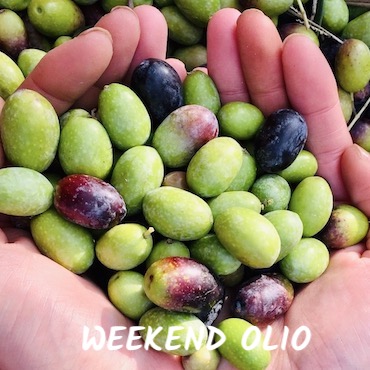 Week end Olio Novello Basilicata