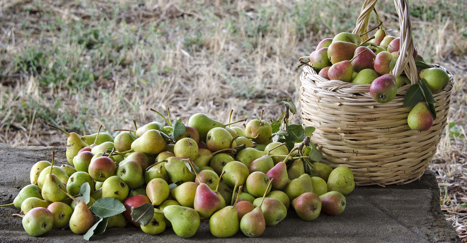 Pera Signora - Presidio Slow Food