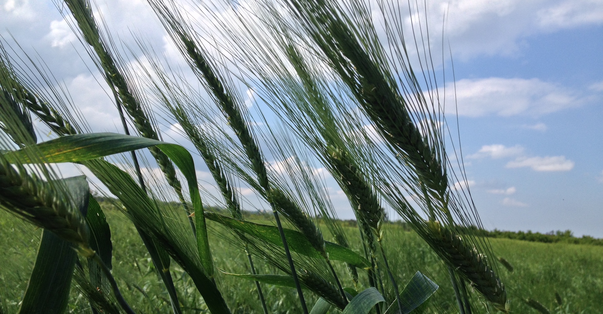 Grano Senatore Cappelli