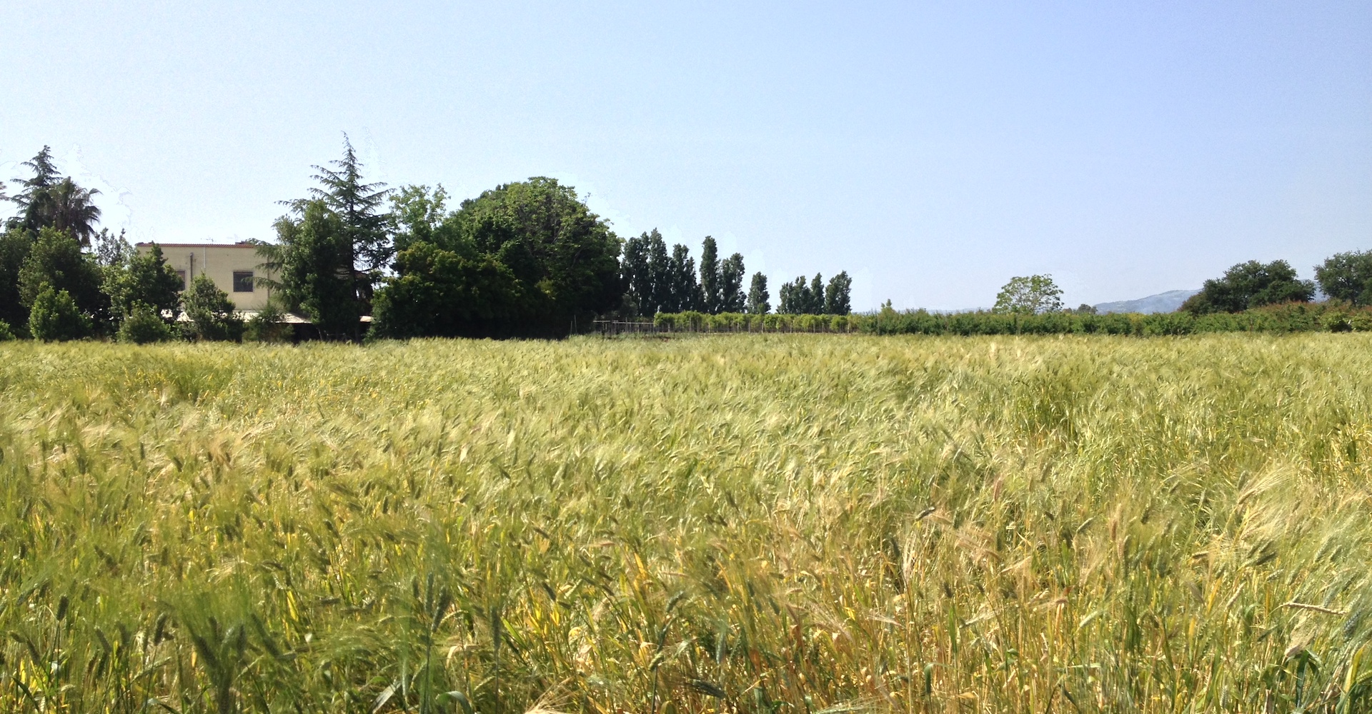 Grano Senatore Cappelli