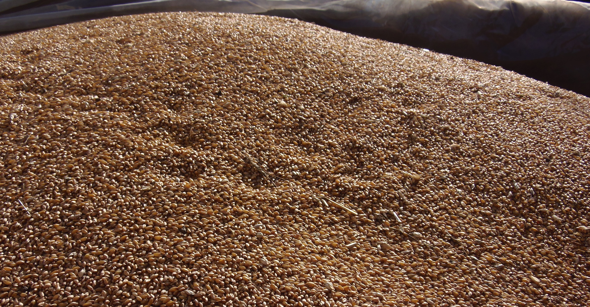 Grano Senatore Cappelli