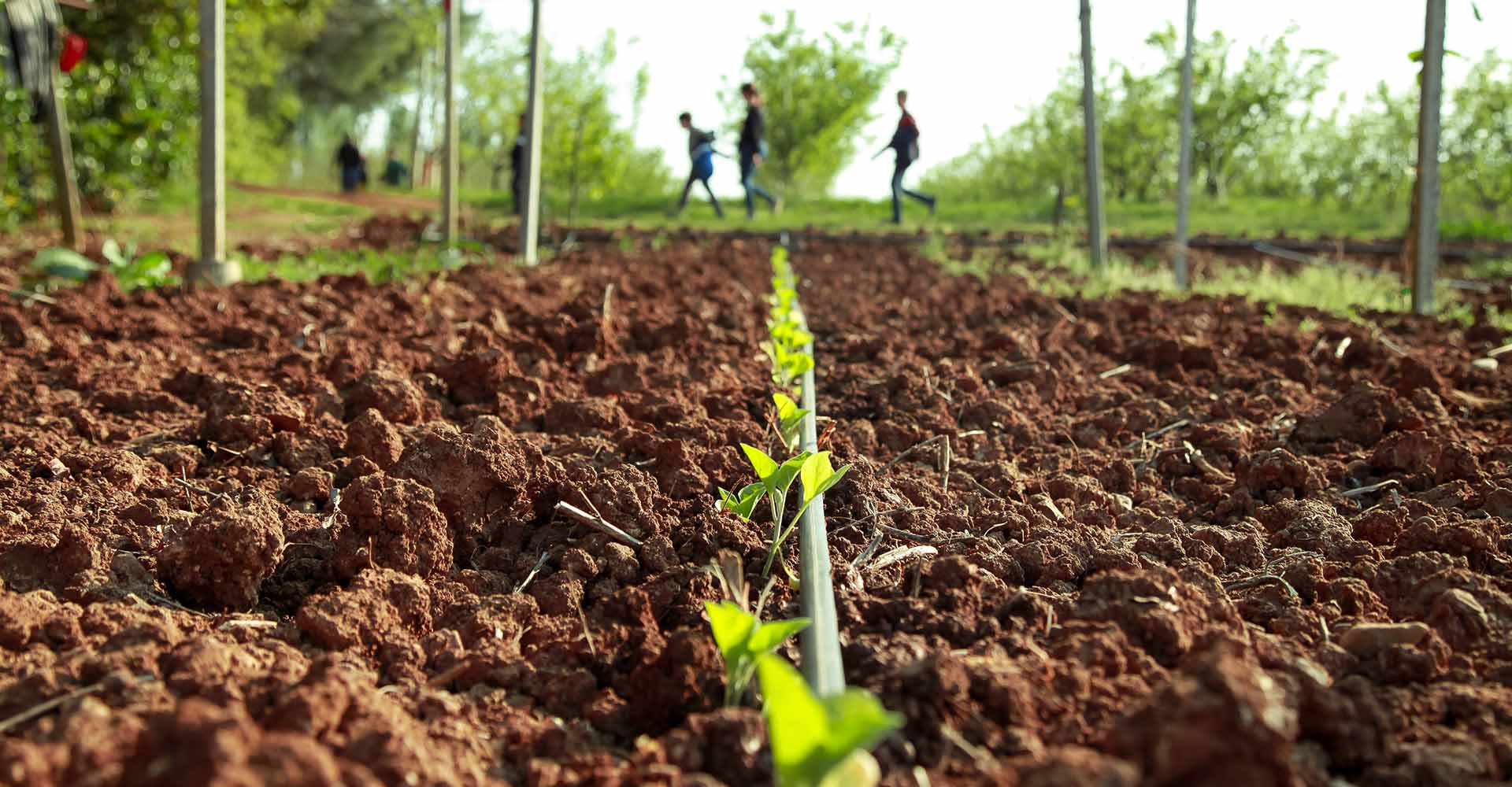 Orto biologico azienda Il Pago