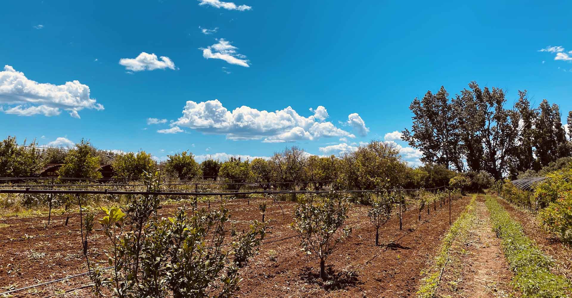 Campo con orto biologico