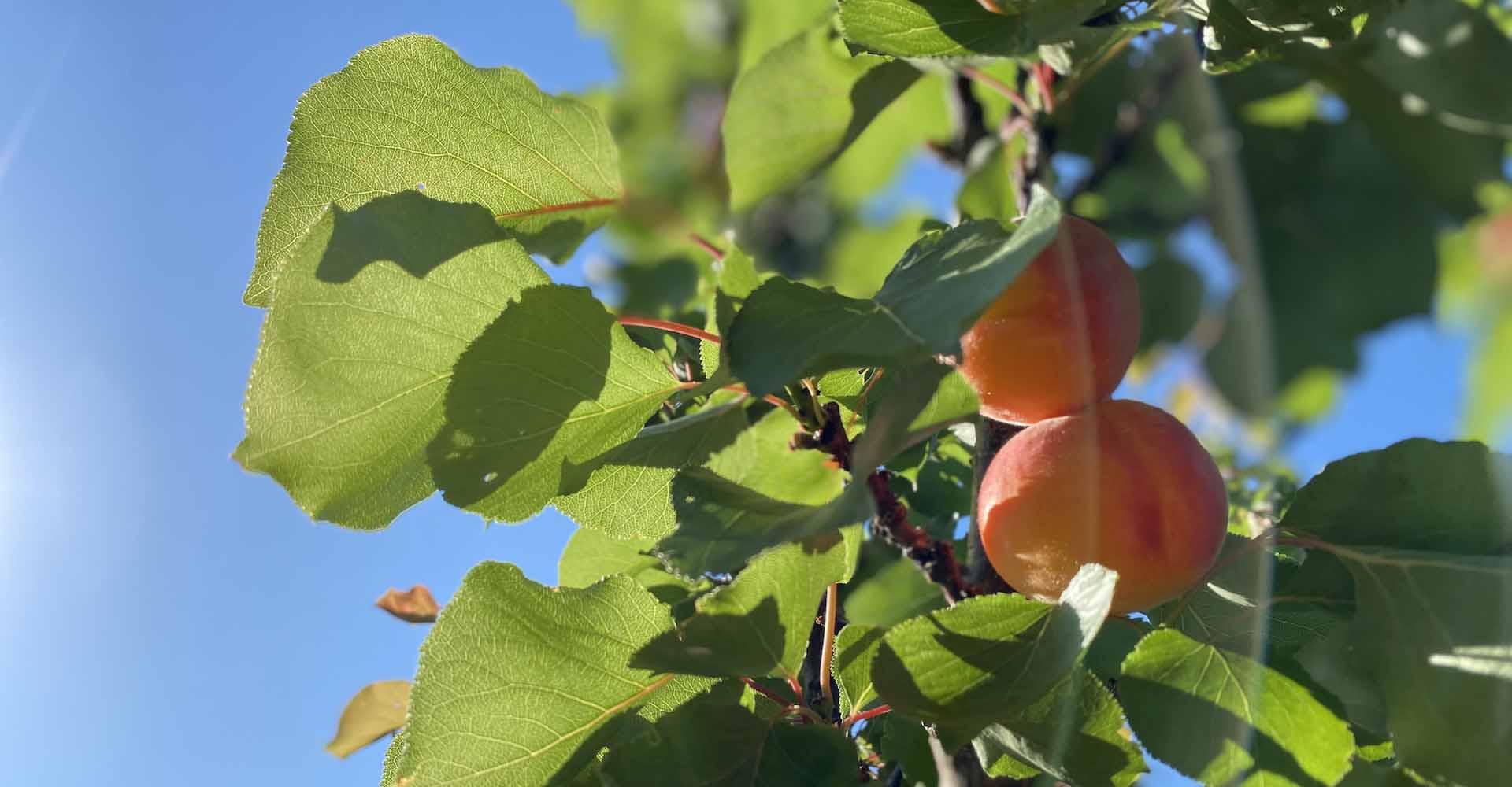 Albicocche biologiche Azienda Il Pago